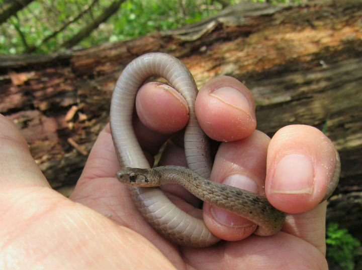 DeKay's Snake